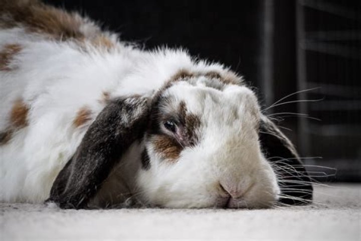 Is Cloudy rabbit pee normal