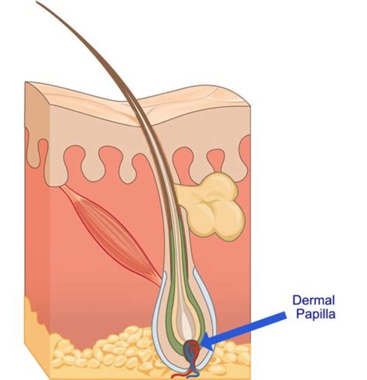 Is dermal papillae a tissue