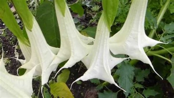 Is Devils Trumpet poisonous