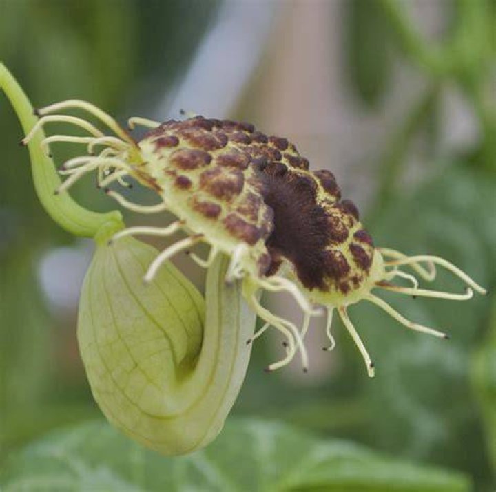 Is Dutchmans pipe poisonous