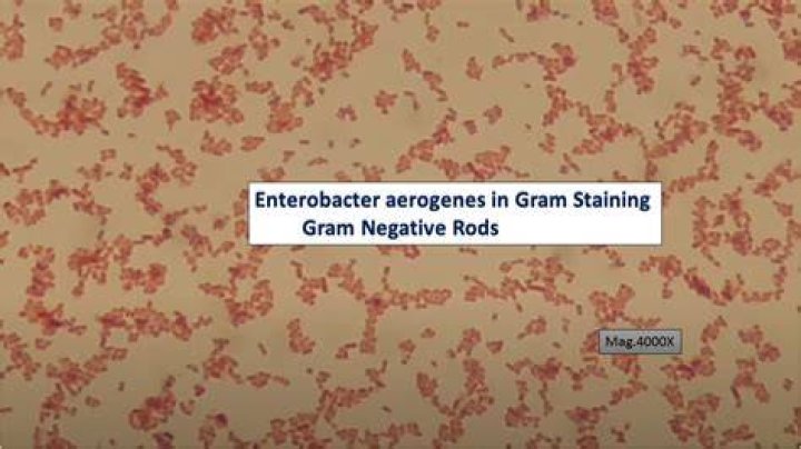 Is Enterobacter aerogenes Gram negative