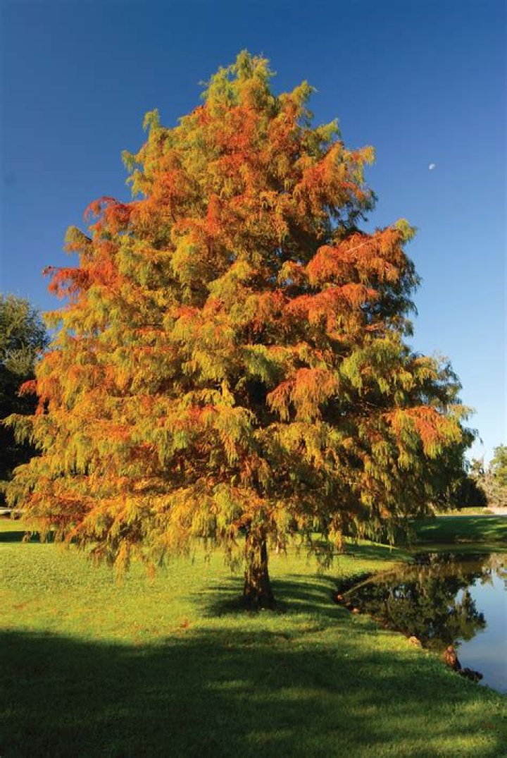 Is false cypress a perennial