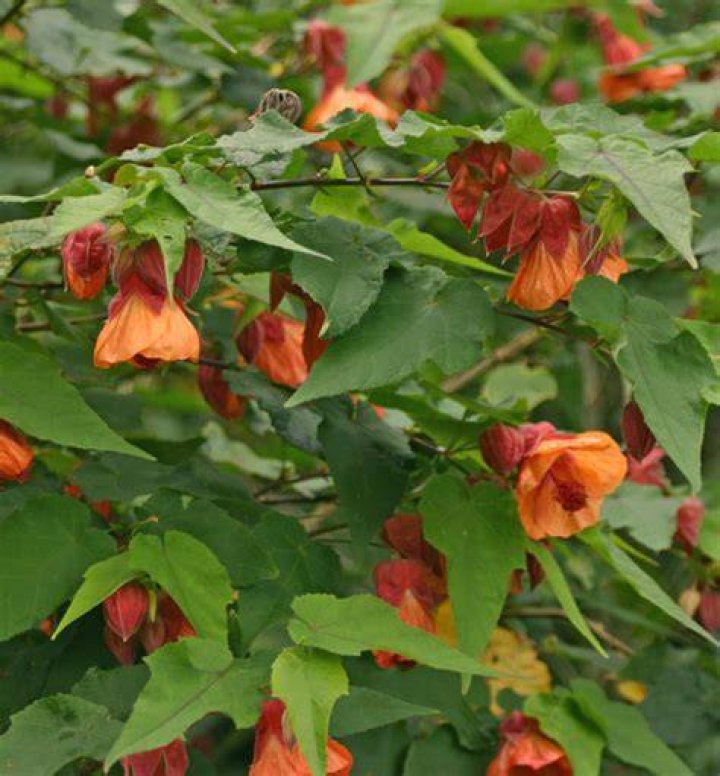 Is flowering maple poisonous