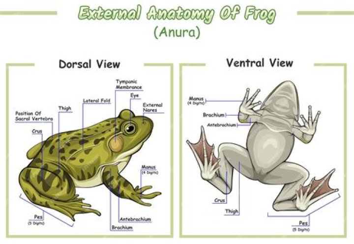 Is Frog external or internal