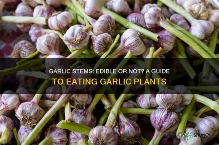 Is garlic stem good for you