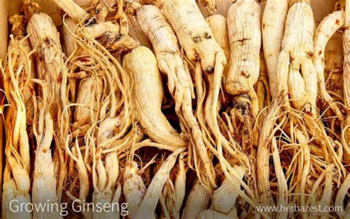 Is growing ginseng worth it