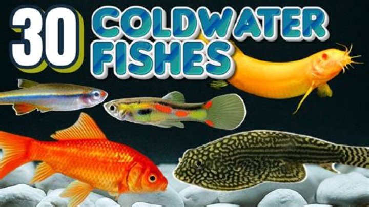 Is halibut a cold water fish