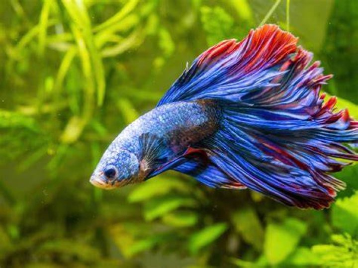 Is having fish for pets good