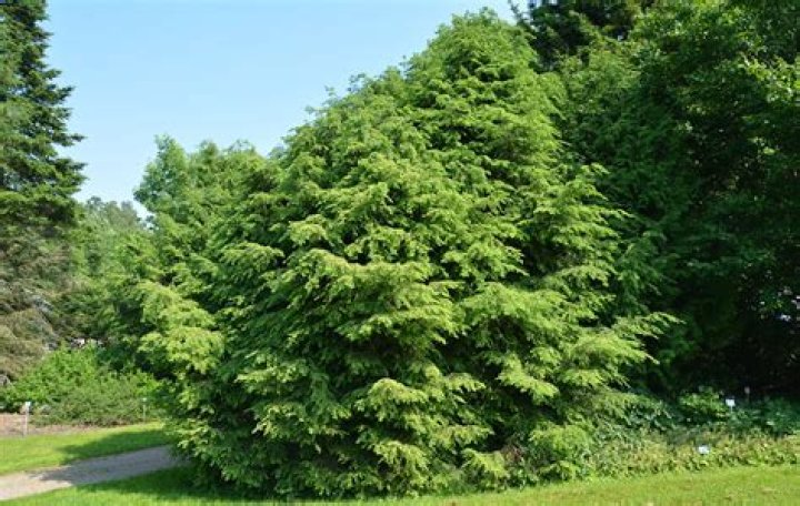 Is hemlock a tree or a shrub