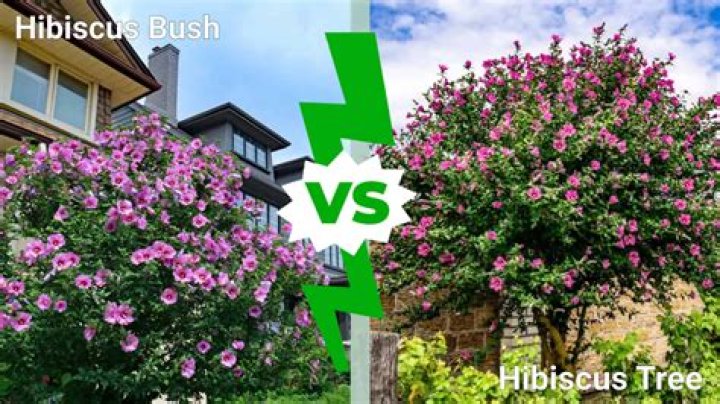 Is Hibiscus a tree or a bush