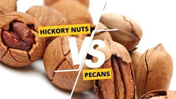 Is hickory the same as pecan
