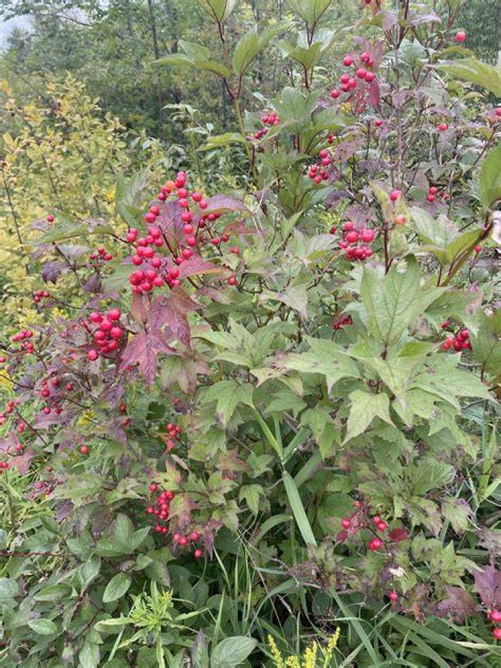 Is highbush cranberry native