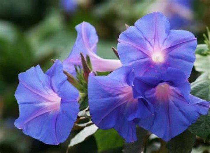 Is ipomea perennial