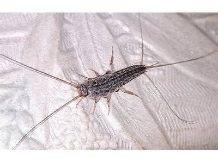 Is it bad to have silverfish