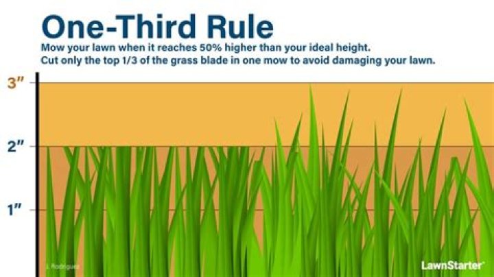 Is it bad to mow tall grass