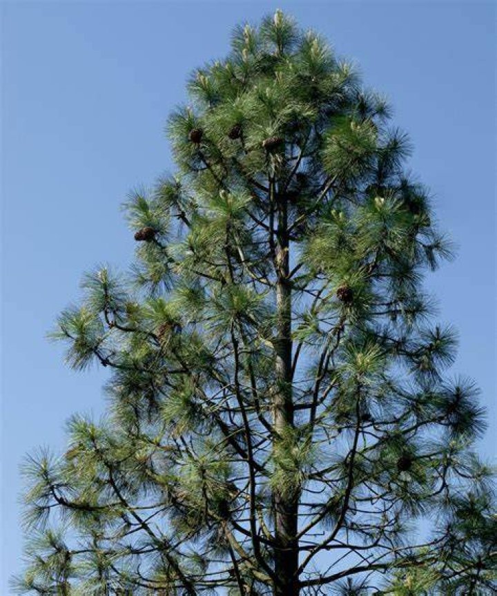 Is it OK to top a pine tree