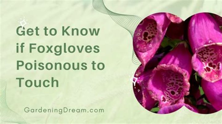 Is it safe to touch foxglove
