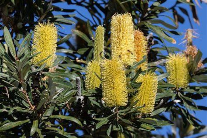 Is Kauri native to Australia