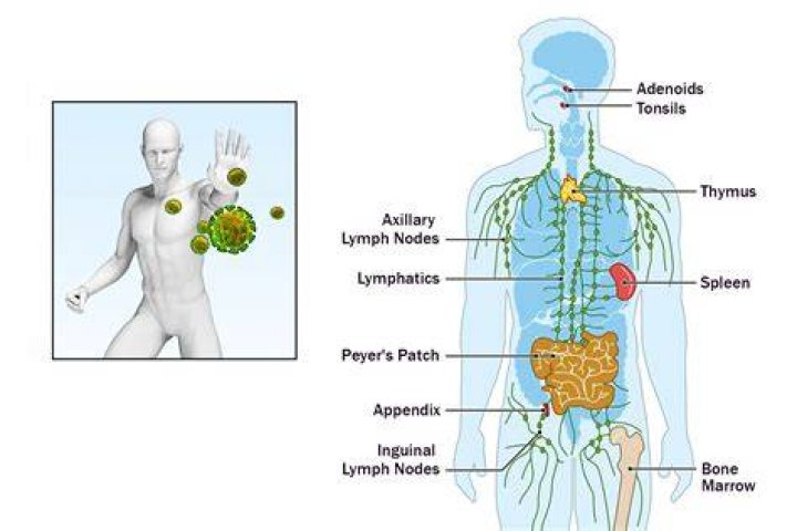 Is language innate in humans