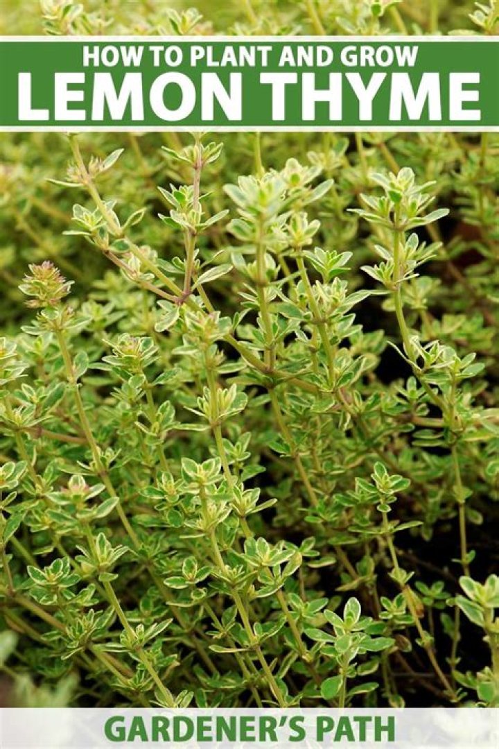 Is Lemon Thyme same as thyme