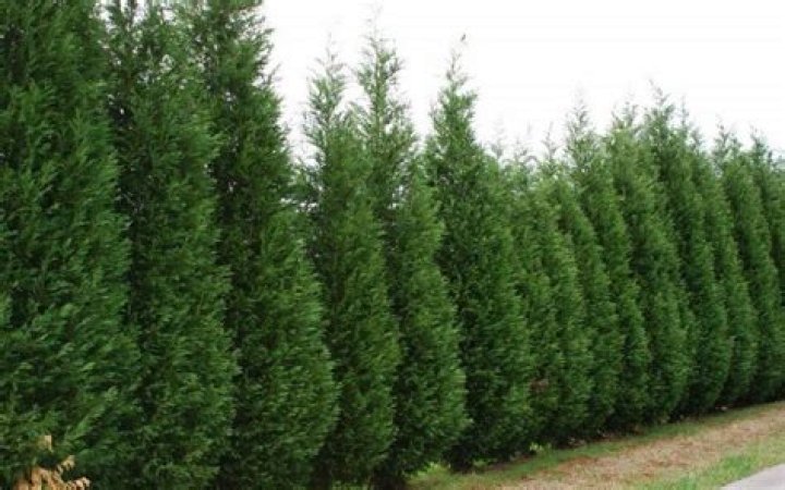 Is leylandii a tree or hedge