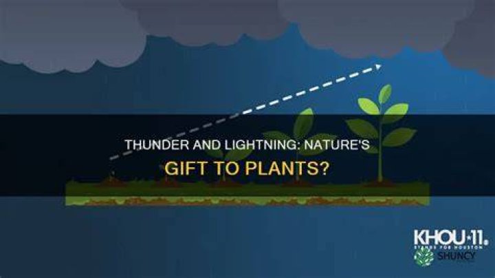 Is lightning good for plants