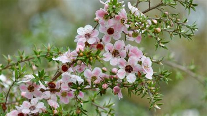 Is Manuka a tree or a shrub