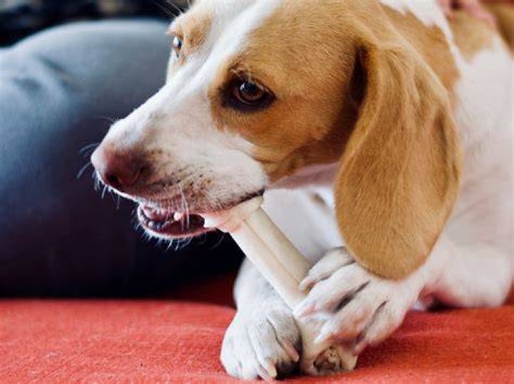 Is memory foam bad for dogs