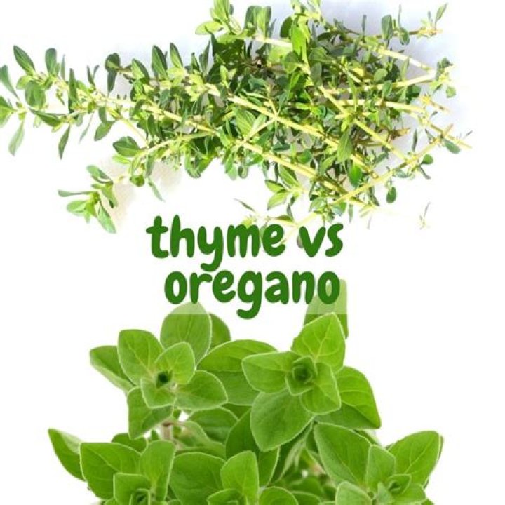 Is mint and oregano the same