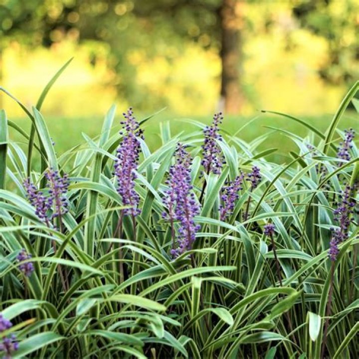 Is monkey grass fast growing