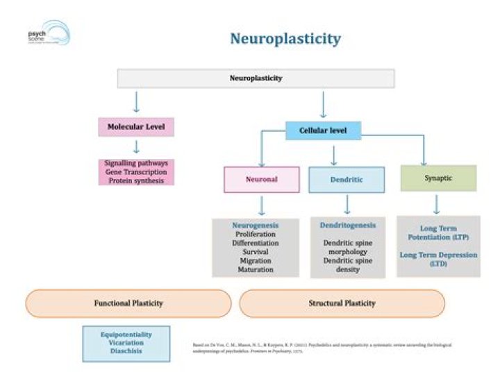 Is neuroplasticity a theory
