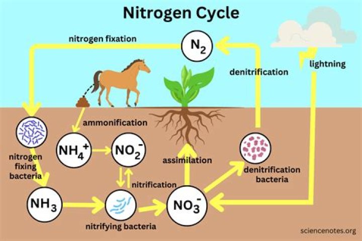 Is nitrogen rare or abundant