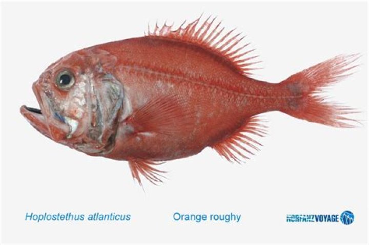Is orange roughy good eating