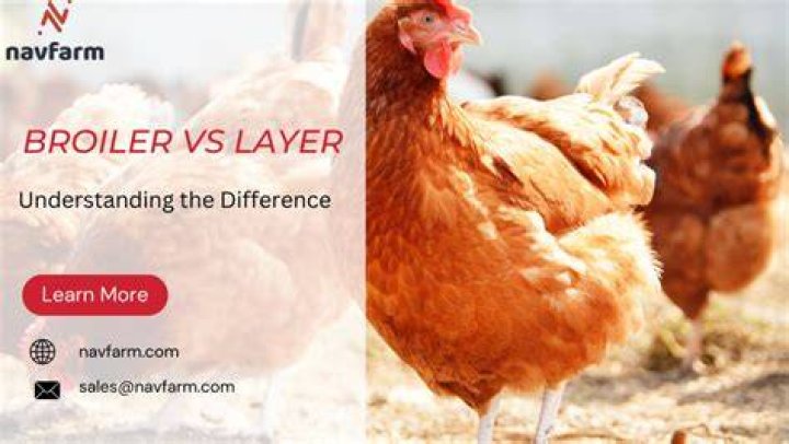 Is oven and broiler the same