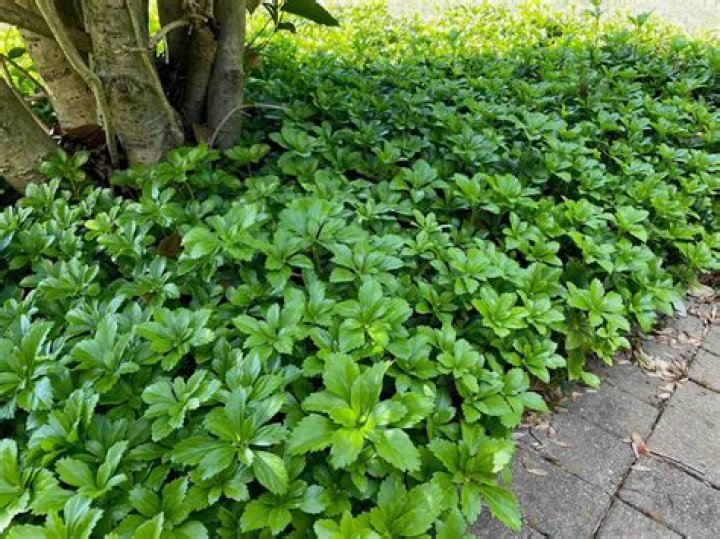 Is pachysandra slow growing