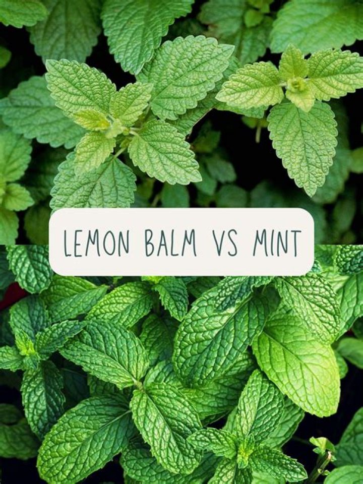 Is patchouli related to mint