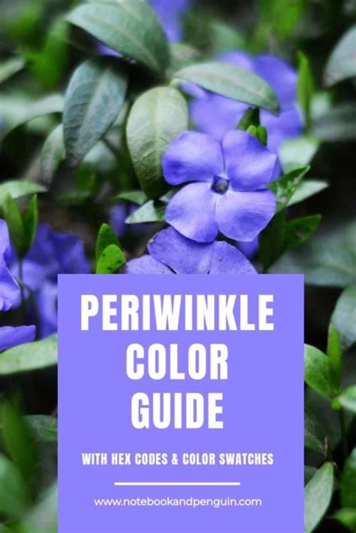 Is periwinkle herb or shrub