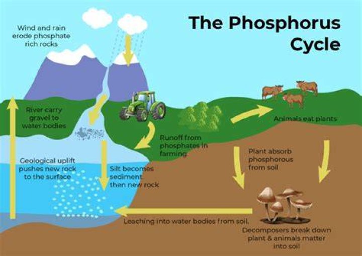 Is phosphorus bad for grass
