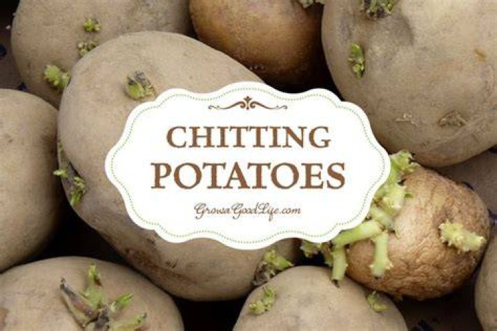 Is Potato Chitting necessary