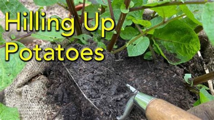 Is Potato hilling necessary