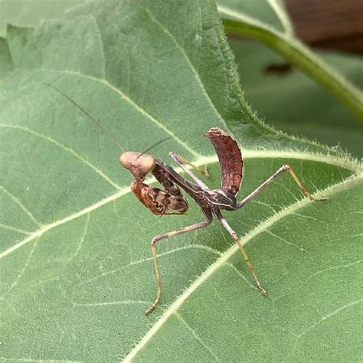 Is praying mantis beneficial
