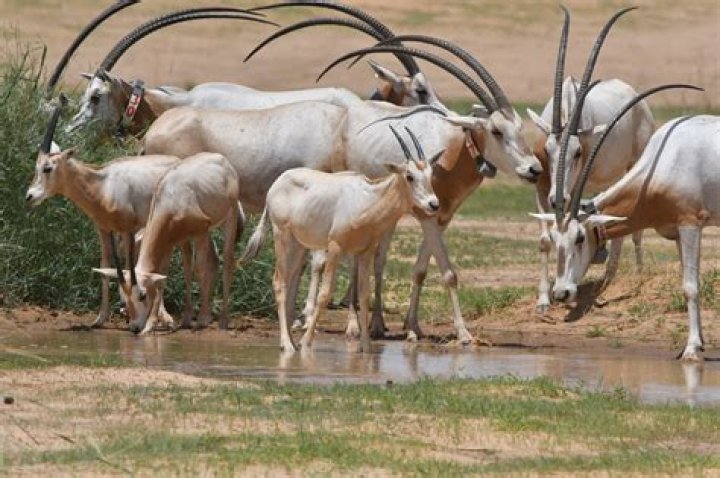 Is Scimitar Oryx good eating