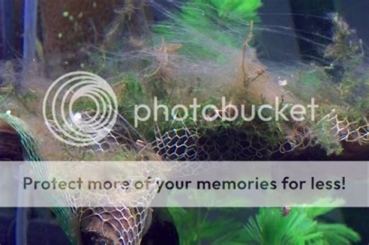 Is slime algae bad for fish