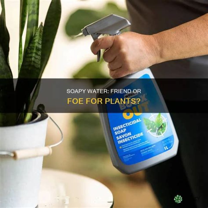 Is soapy water OK for plants