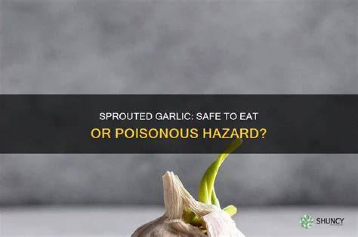 Is sprouted garlic poisonous