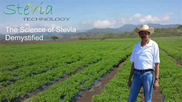 Is Stevia farming profitable
