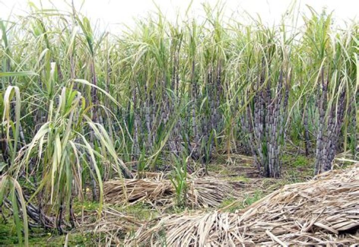 Is Sugarcane a tree or grass