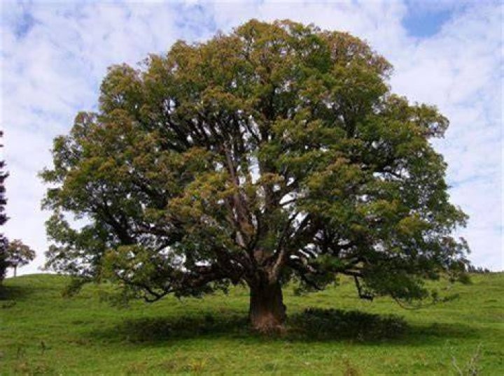 Is Sycamore coniferous tree
