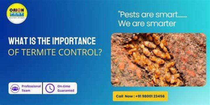 Is termite control necessary