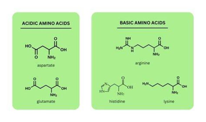 Is the Golgi acidic or basic